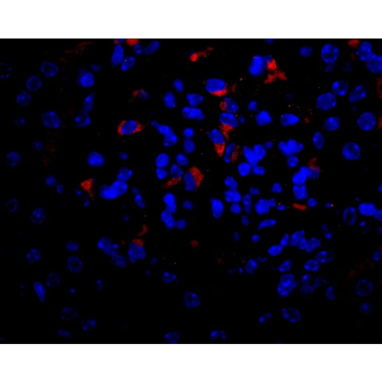 Flow Cytometry - Anti-VEGFA Antibody - BSA and Azide free (A282954) - Antibodies.com