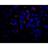 Flow Cytometry - Anti-VEGFA Antibody - BSA and Azide free (A282954) - Antibodies.com