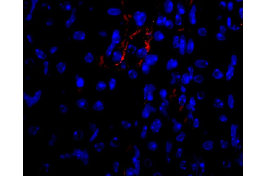 Flow Cytometry - Anti-VEGFA Antibody - BSA and Azide free (A282954) - Antibodies.com