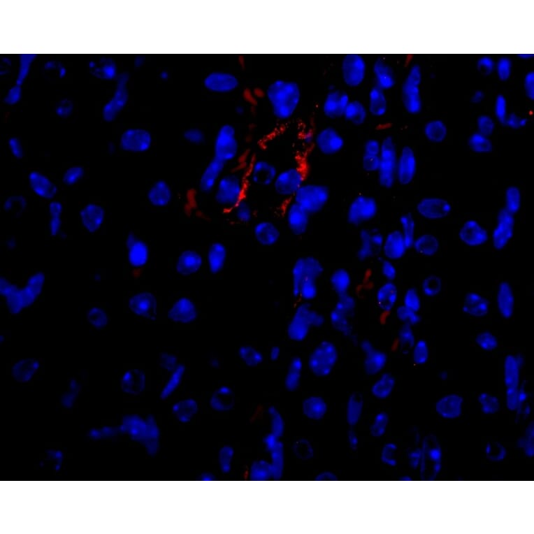 Flow Cytometry - Anti-VEGFA Antibody - BSA and Azide free (A282954) - Antibodies.com
