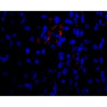 Flow Cytometry - Anti-VEGFA Antibody - BSA and Azide free (A282954) - Antibodies.com