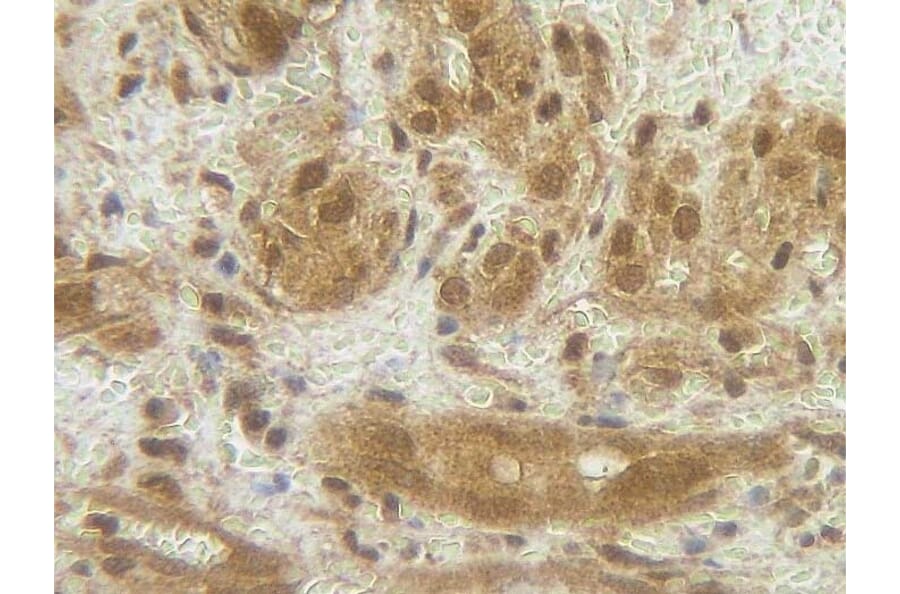 Immunohistochemistry - Anti-G-CSF Antibody - BSA and Azide free (A283011) - Antibodies.com