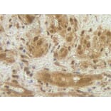 Immunohistochemistry - Anti-G-CSF Antibody - BSA and Azide free (A283011) - Antibodies.com