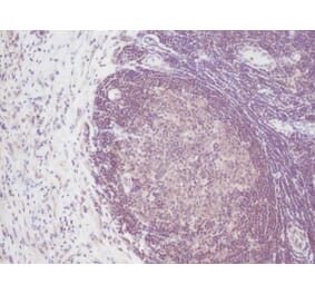 Immunohistochemistry - Anti-IL-2 Antibody - BSA and Azide free (A283012) - Antibodies.com