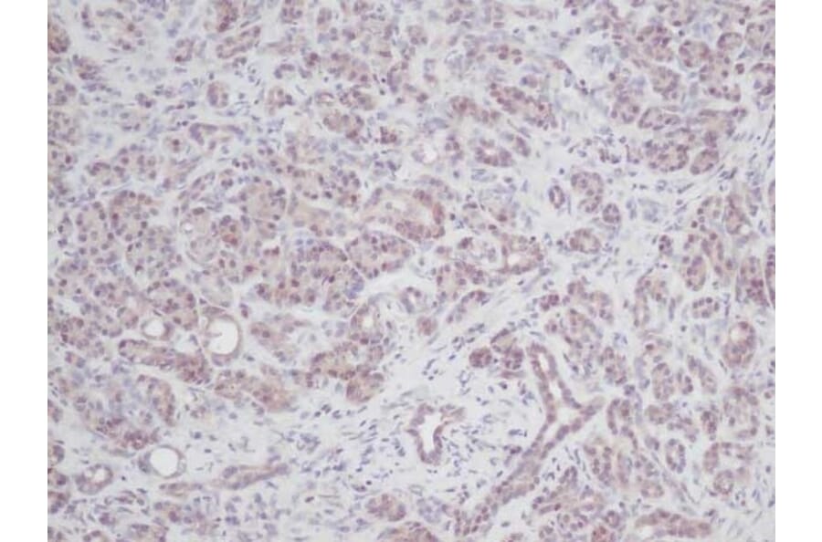 Immunohistochemistry - Anti-IL-2 Antibody - BSA and Azide free (A283012) - Antibodies.com