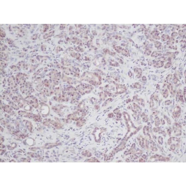 Immunohistochemistry - Anti-IL-2 Antibody - BSA and Azide free (A283012) - Antibodies.com