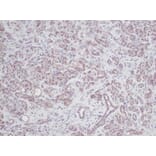 Immunohistochemistry - Anti-IL-2 Antibody - BSA and Azide free (A283012) - Antibodies.com