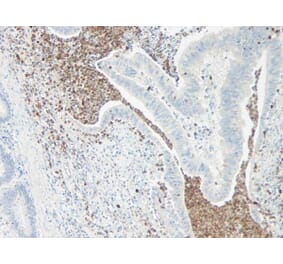 Immunohistochemistry - Anti-IL-5 Antibody - BSA and Azide free (A283013) - Antibodies.com