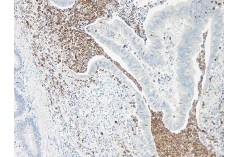 Immunohistochemistry - Anti-IL-5 Antibody - BSA and Azide free (A283013) - Antibodies.com