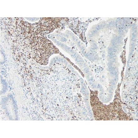 Immunohistochemistry - Anti-IL-5 Antibody - BSA and Azide free (A283013) - Antibodies.com