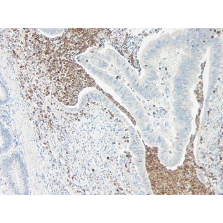 Immunohistochemistry - Anti-IL-5 Antibody - BSA and Azide free (A283013) - Antibodies.com