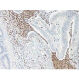 Immunohistochemistry - Anti-IL-5 Antibody - BSA and Azide free (A283013) - Antibodies.com