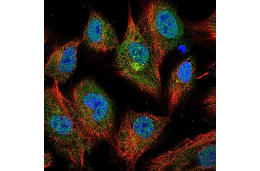 Immunofluorescence  - Anti-IL-6 Antibody - BSA and Azide free (A283015) - Antibodies.com