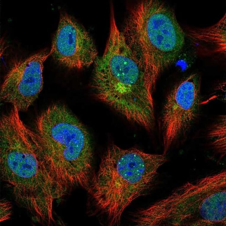 Immunofluorescence  - Anti-IL-6 Antibody - BSA and Azide free (A283015) - Antibodies.com