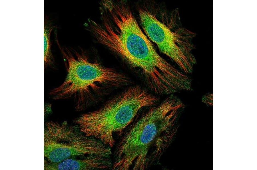 Immunofluorescence  - Anti-IL-6 Antibody - BSA and Azide free (A283015) - Antibodies.com