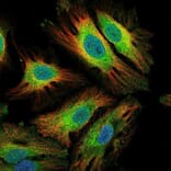 Immunofluorescence  - Anti-IL-6 Antibody - BSA and Azide free (A283015) - Antibodies.com