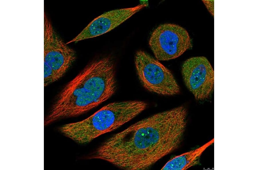 Immunofluorescence  - Anti-IL-6 Antibody - BSA and Azide free (A283015) - Antibodies.com