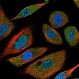 Immunofluorescence  - Anti-IL-6 Antibody - BSA and Azide free (A283015) - Antibodies.com