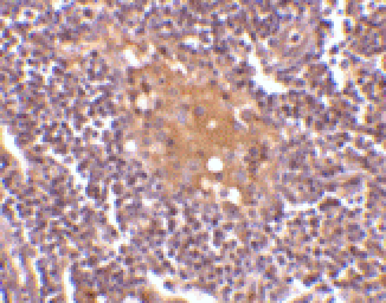 Immunohistochemistry - Anti-CD5L / CT-2 Antibody (A283039) - Antibodies.com