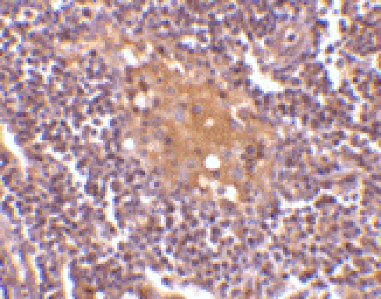 Immunohistochemistry - Anti-CD5L / CT-2 Antibody (A283039) - Antibodies.com