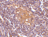 Immunohistochemistry - Anti-CD5L / CT-2 Antibody (A283039) - Antibodies.com