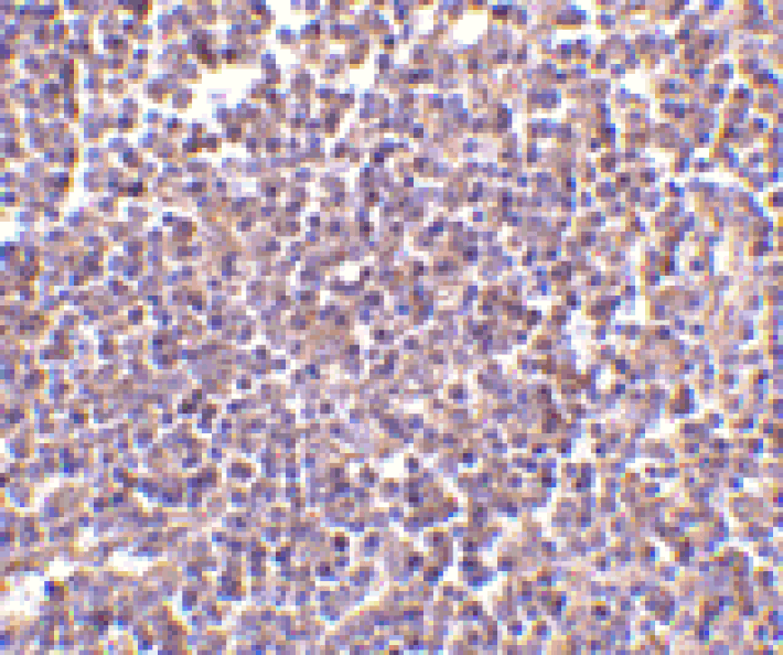 Immunohistochemistry - Anti-CD5L / CT-2 Antibody (A283040) - Antibodies.com