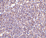 Immunohistochemistry - Anti-CD5L / CT-2 Antibody (A283040) - Antibodies.com