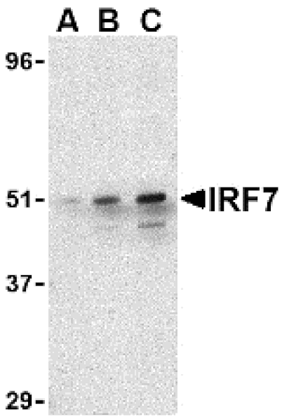Western Blot - Anti-IRF7 Antibody (A283050) - Antibodies.com
