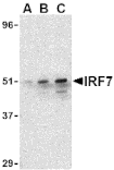Western Blot - Anti-IRF7 Antibody (A283050) - Antibodies.com