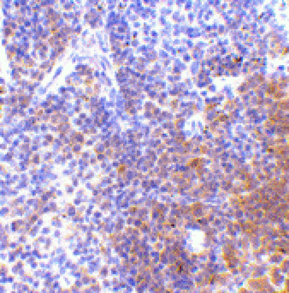Immunohistochemistry - Anti-IRF7 Antibody (A283050) - Antibodies.com