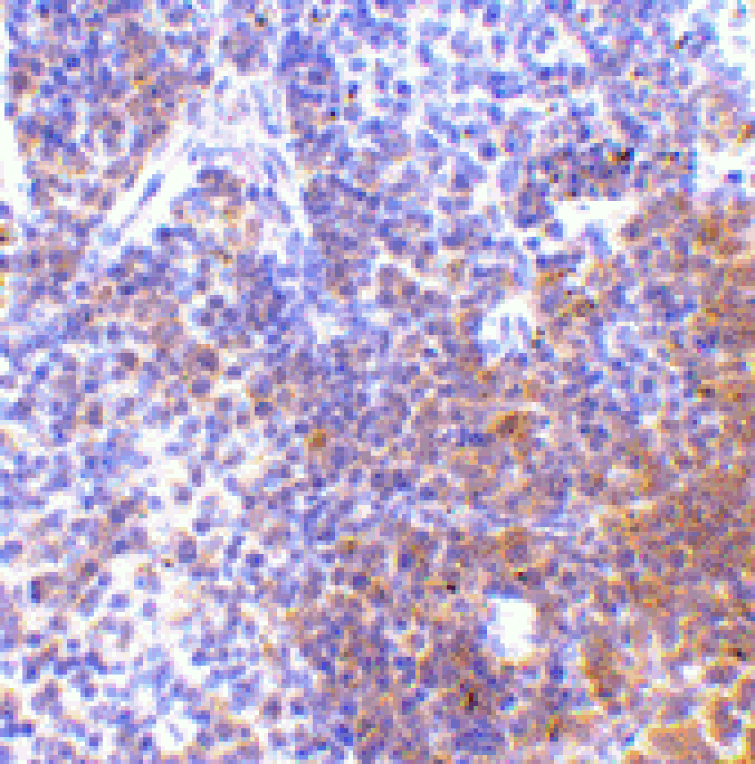 Immunohistochemistry - Anti-IRF7 Antibody (A283050) - Antibodies.com