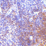 Immunohistochemistry - Anti-IRF7 Antibody (A283050) - Antibodies.com