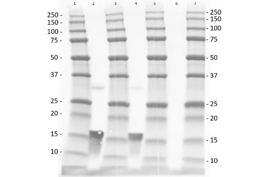 Western Blot - Anti-TNF alpha Antibody - BSA and Azide free (A283066) - Antibodies.com