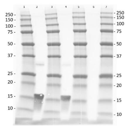 Western Blot - Anti-TNF alpha Antibody - BSA and Azide free (A283066) - Antibodies.com