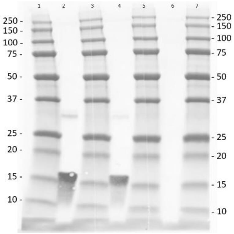Western Blot - Anti-TNF alpha Antibody - BSA and Azide free (A283066) - Antibodies.com
