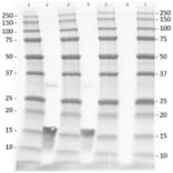 Western Blot - Anti-TNF alpha Antibody - BSA and Azide free (A283066) - Antibodies.com
