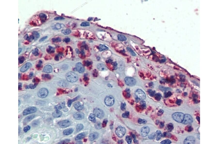 Immunohistochemistry - Anti-CD11c Antibody (A283068) - Antibodies.com