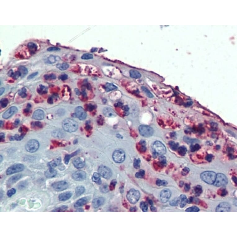 Immunohistochemistry - Anti-CD11c Antibody (A283068) - Antibodies.com