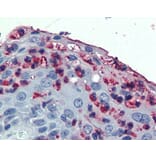 Immunohistochemistry - Anti-CD11c Antibody (A283068) - Antibodies.com