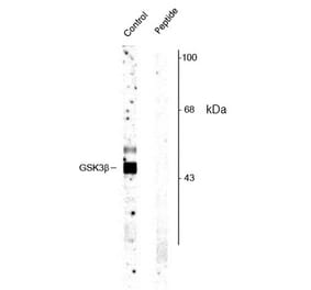Western Blot - Anti-GSK3 beta (phospho Ser9) Antibody (A283070) - Antibodies.com