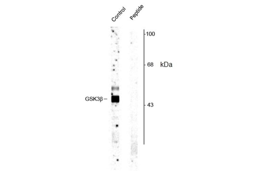 Western Blot - Anti-GSK3 beta (phospho Ser9) Antibody (A283070) - Antibodies.com