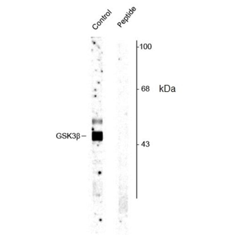 Western Blot - Anti-GSK3 beta (phospho Ser9) Antibody (A283070) - Antibodies.com