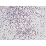 Immunohistochemistry - Anti-CTGF Antibody - BSA and Azide free (A283086) - Antibodies.com