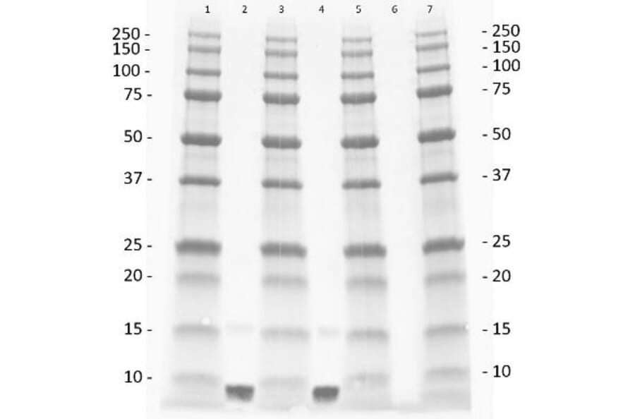 Western Blot - Anti-IGF1 Antibody - BSA and Azide free (A283088) - Antibodies.com