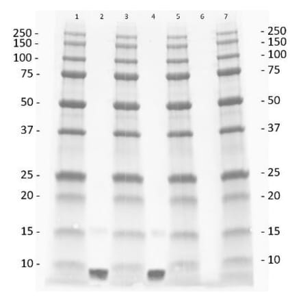 Western Blot - Anti-IGF1 Antibody - BSA and Azide free (A283088) - Antibodies.com