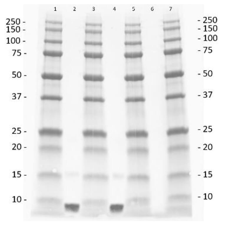 Western Blot - Anti-IGF1 Antibody - BSA and Azide free (A283088) - Antibodies.com
