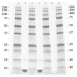 Western Blot - Anti-IGF1 Antibody - BSA and Azide free (A283088) - Antibodies.com