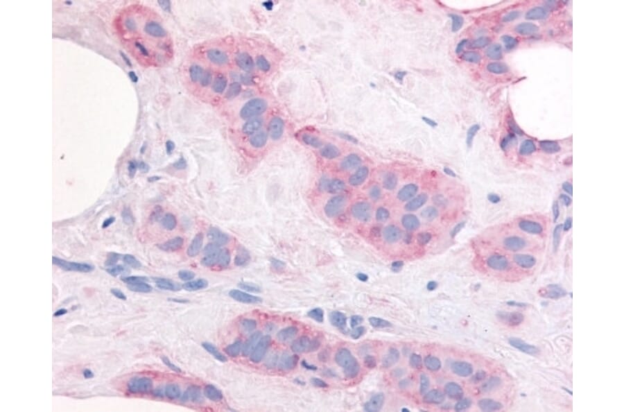 Flow Cytometry - Anti-VEGF Receptor 2 Antibody (A283099) - Antibodies.com