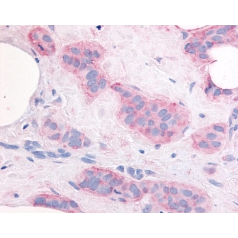 Flow Cytometry - Anti-VEGF Receptor 2 Antibody (A283099) - Antibodies.com