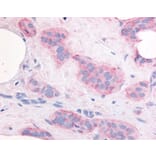 Flow Cytometry - Anti-VEGF Receptor 2 Antibody (A283099) - Antibodies.com